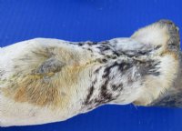 Taxidermy African Zebra Foot Mount for Sale <font color=red> Wholesale</font>   Pack of 6 @ $45.00 each