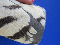 Taxidermy African Zebra Foot Mount for Sale <font color=red> Wholesale</font>   Pack of 6 @ $45.00 each